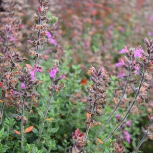 Teucrium × lucidrys ---